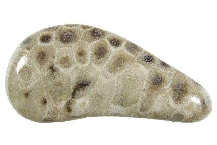 Polished Petoskey Stone (Fossil Coral) - Michigan #348584